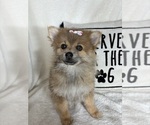 Small Pomeranian