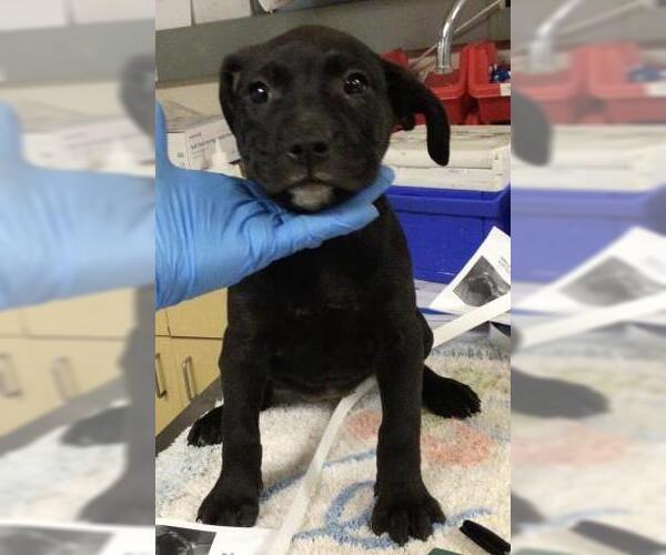 Medium Photo #1 Mutt Puppy For Sale in Riverside, CA, USA