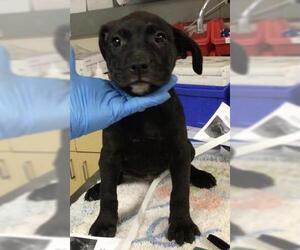 Mutt Dogs for adoption in Riverside, CA, USA