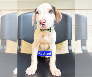 Mutt Dogs for adoption in Foristell, MO, USA