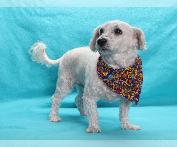 Medium Photo #2 Poodle (Miniature)-Unknown Mix Puppy For Sale in Burbank, CA, USA