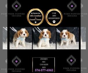 Medium Cavalier King Charles Spaniel