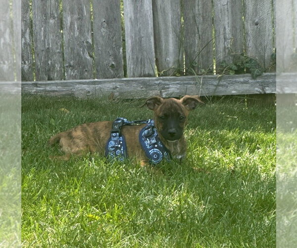 Medium Photo #3 Mutt Puppy For Sale in Morganville, NJ, USA