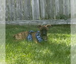 Small #2 Mutt
