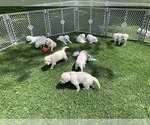 Small #14 English Cream Golden Retriever