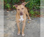 Small #3 American Staffordshire Terrier-Vizsla Mix