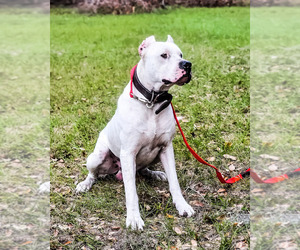Father of the Dogo Argentino puppies born on 02/10/2023