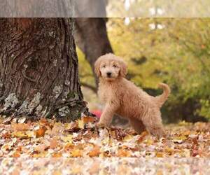 Goldendoodle Puppy for sale in FAIR GROVE, MO, USA