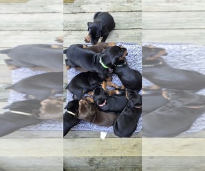 Doberman Pinscher Litter for sale in WHEELING, IL, USA