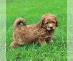 Small Photo #4 Goldendoodle-Poodle (Miniature) Mix Puppy For Sale in GAP, PA, USA