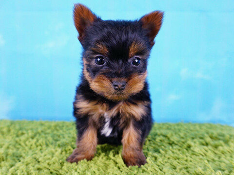 Medium Photo #5 Yorkshire Terrier Puppy For Sale in LA MIRADA, CA, USA