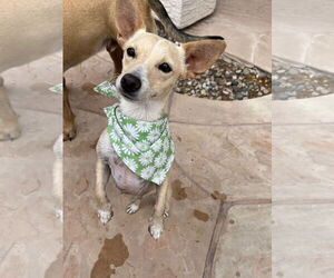 Chihuahua-Unknown Mix Dogs for adoption in phoenix, AZ, USA