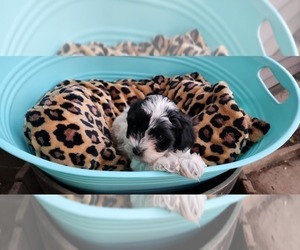 Maltipoo Puppy for sale in MODESTO, CA, USA
