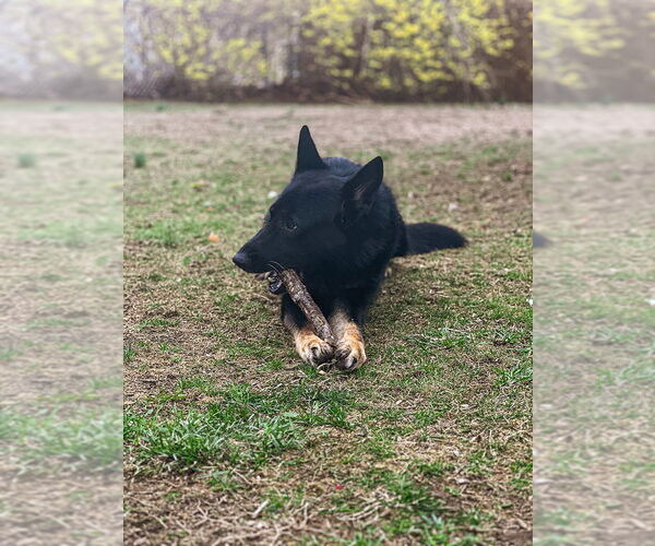 Medium Photo #3 German Shepherd Dog Puppy For Sale in Millburn, NJ, USA