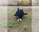 Small #2 German Shepherd Dog