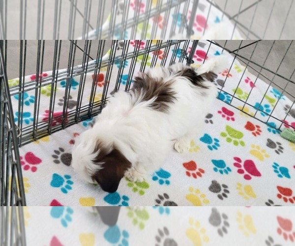 Medium Photo #14 Shih Tzu Puppy For Sale in ORO VALLEY, AZ, USA