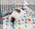Small #13 Shih Tzu