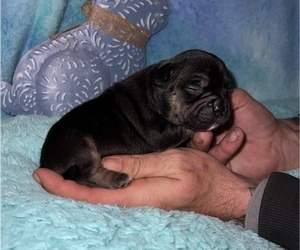 American Bully Puppy for sale in THOMSON, GA, USA