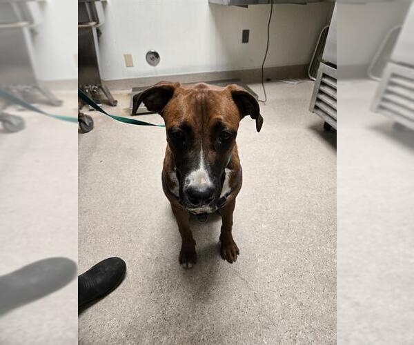 Medium Photo #1 Labrador Retriever Puppy For Sale in Bakersfield, CA, USA