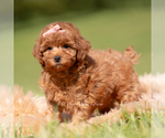 Small #1 Poodle (Miniature)