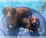 Small #2 Dachshund
