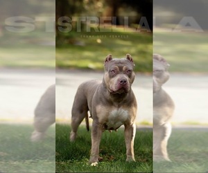 Mother of the American Bully puppies born on 05/08/2026