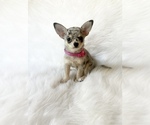 Small #9 Chihuahua