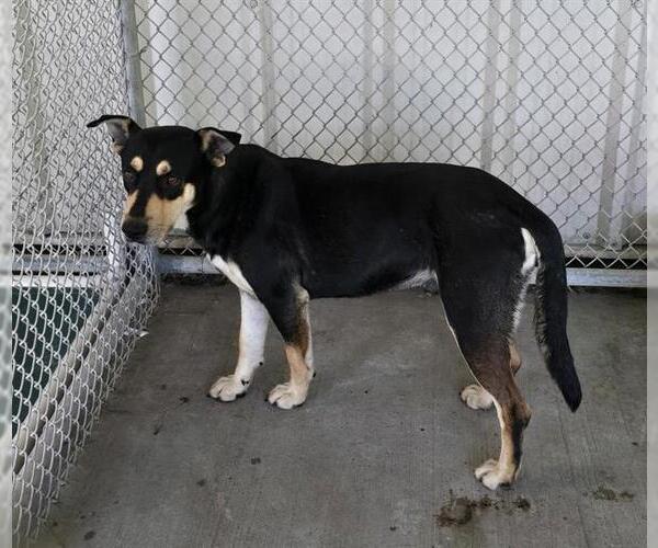 Medium Photo #1 German Shepherd Dog-Unknown Mix Puppy For Sale in Conroe, TX, USA