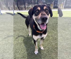 German Shepherd Dog-Unknown Mix Dogs for adoption in Elk Grove, CA, USA