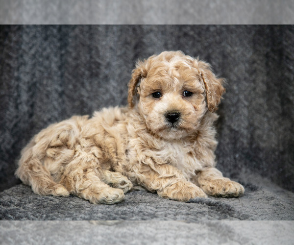 Medium Photo #3 Bichpoo Puppy For Sale in LEOLA, PA, USA