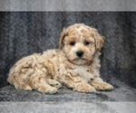 Small Photo #3 Bichpoo Puppy For Sale in LEOLA, PA, USA