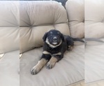 Small #1 Australian Shepherd