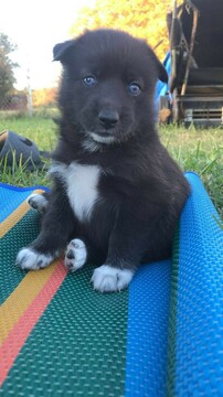Medium Photo #7 Pomsky Puppy For Sale in MIDDLETOWN, OH, USA