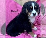 Small Photo #14 Bernese Mountain Dog Puppy For Sale in SHERIDAN, MI, USA