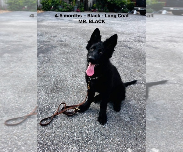 Medium Photo #2 German Shepherd Dog Puppy For Sale in GADSDEN, AL, USA