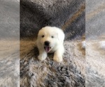 Small #10 Great Pyrenees