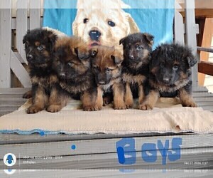 German Shepherd Dog Puppy for sale in MANTON, MI, USA