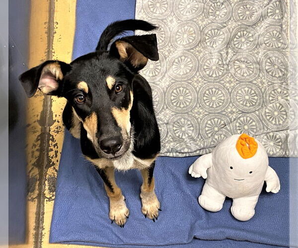 Medium Photo #4 Mutt Puppy For Sale in Denton, TX, USA