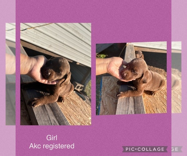 Medium Photo #7 Labrador Retriever Puppy For Sale in LUMBERTON, NC, USA