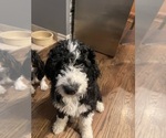 Small #3 Aussiedoodle