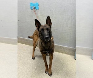 Mutt Dogs for adoption in Las Vegas, NV, USA