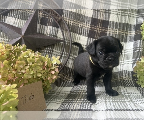 Medium Photo #3 Puggle Puppy For Sale in ELKTON, VA, USA