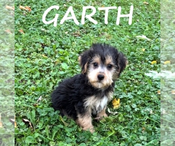 Medium Photo #1 YorkiePoo Puppy For Sale in HARTLAND, MN, USA