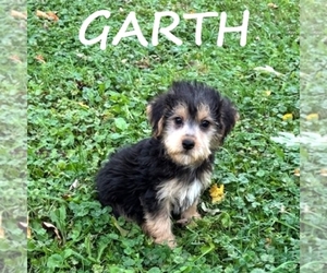 YorkiePoo Puppy for sale in HARTLAND, MN, USA