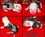 Puppy Puppy 4 American Bully