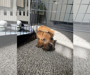 Koa - Male Mutt Dog for Adoption - Photo #4