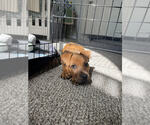 Small Photo #4 Mutt Puppy For Sale in Lakewood, CO, USA