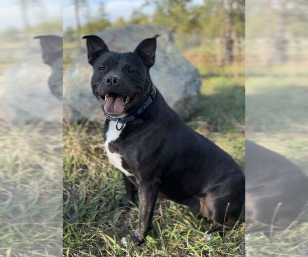 Medium Photo #9 American Staffordshire Terrier-Unknown Mix Puppy For Sale in Bemidji, MN, USA