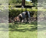 Small #2 German Shorthaired Pointer