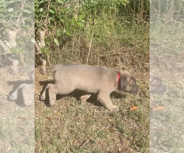 Medium Photo #2 Cane Corso Puppy For Sale in LIBERTY, NC, USA